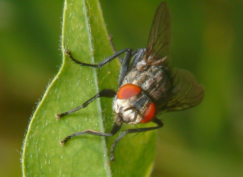 Miltogramma taeniata ?, Helicophagella sp.